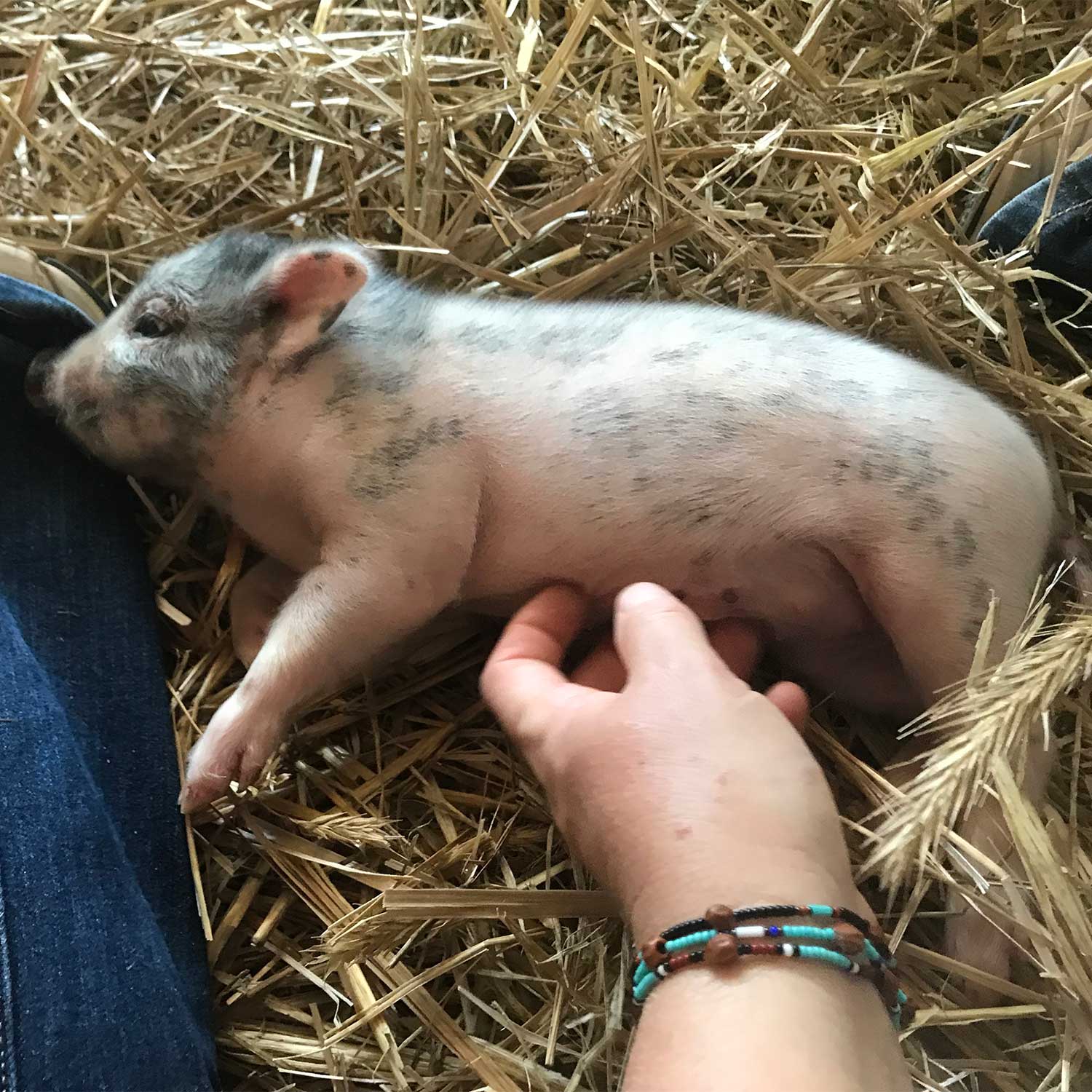 animal-reiki-workshop-for-rescue-shelter animal-reiki-workshop-for-rescue-shelter