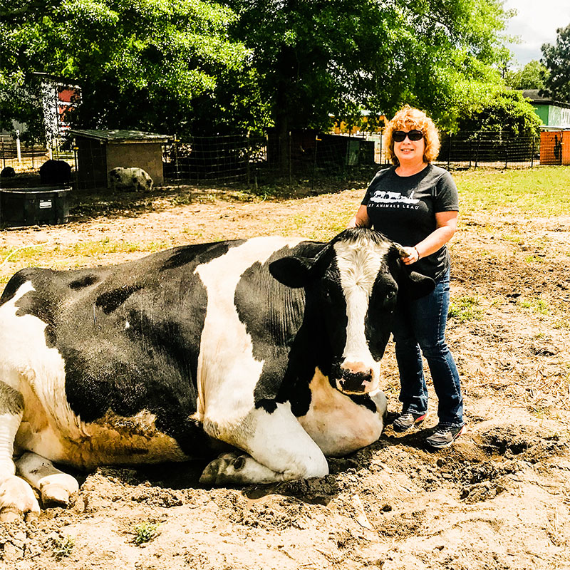 animal-reiki-training-classes