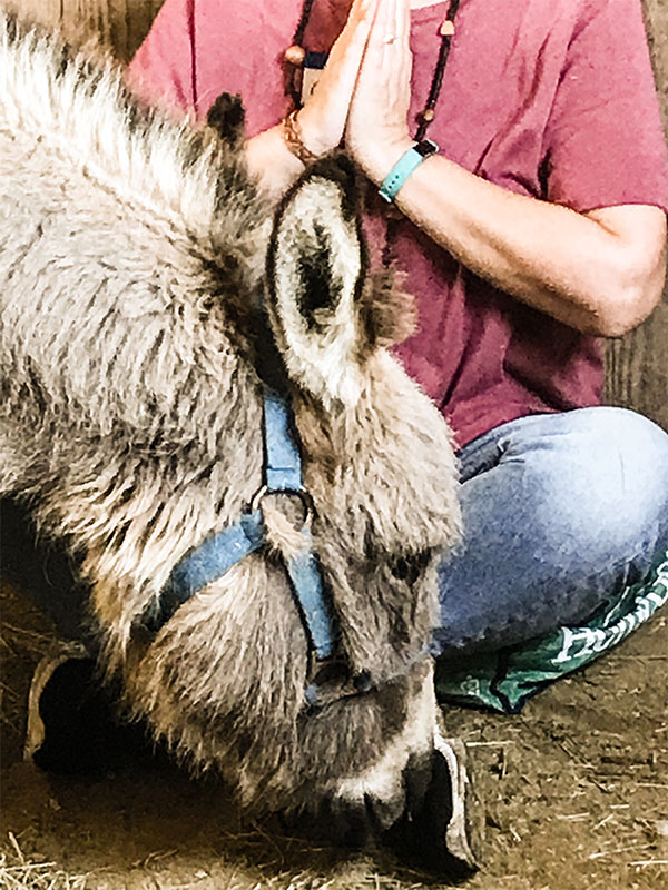 donkey-reiki