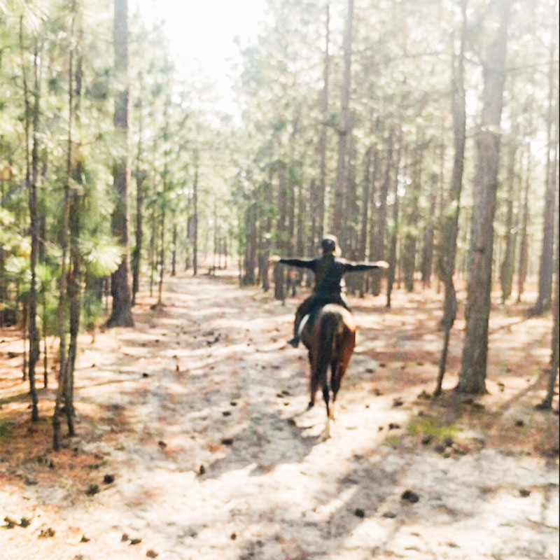 horse-reiki-advanced-class-3