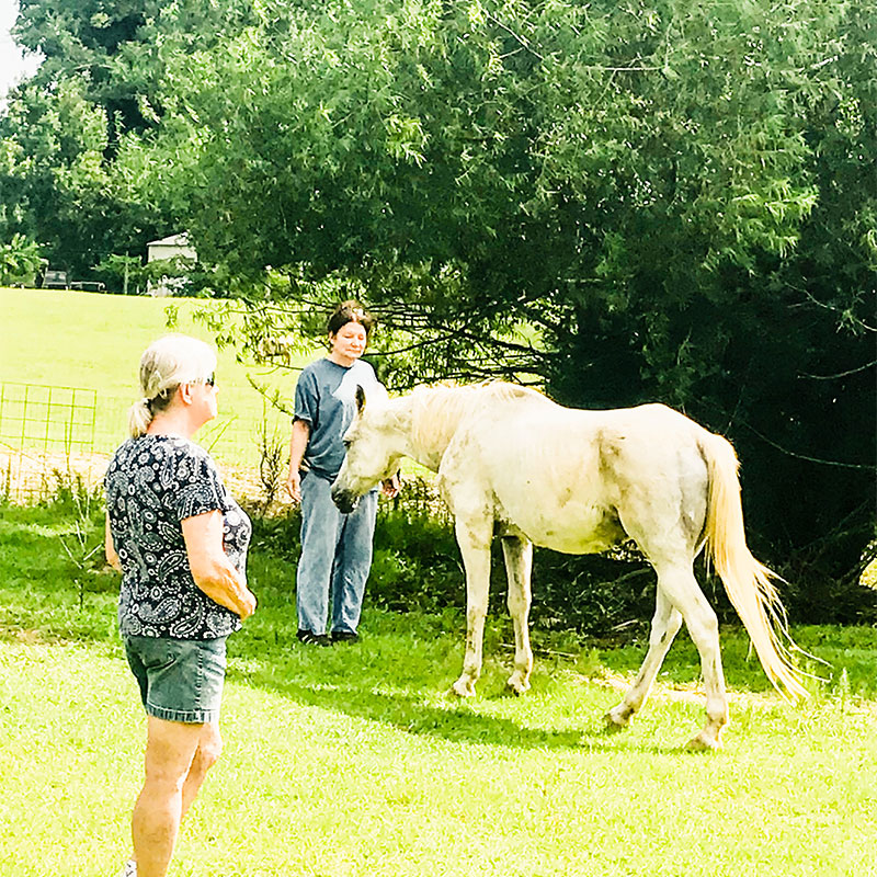 horse-reiki-classes-beginner-level-1