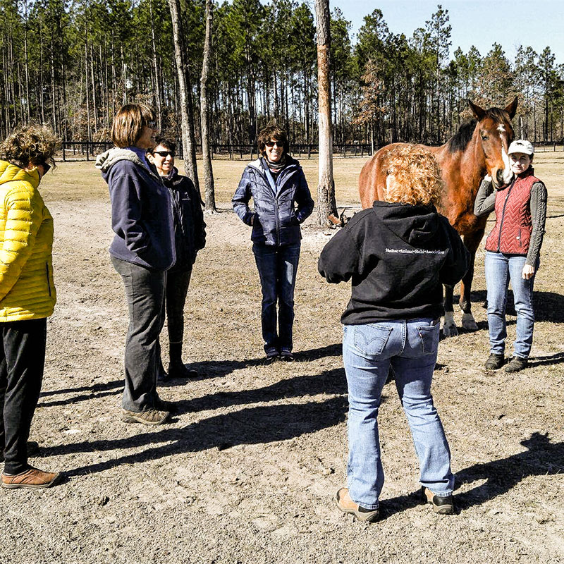 horse-reiki-classes